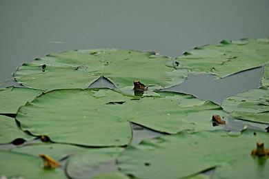 《宝可梦：朱＆紫》英国实体销量大幅下滑 较首周下降了64%。